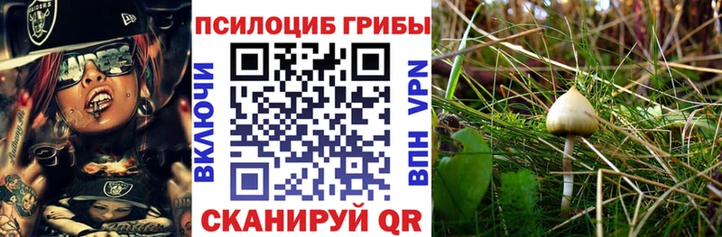где купить наркоту  Лесозаводск  Псилоцибиновые грибы мицелий 